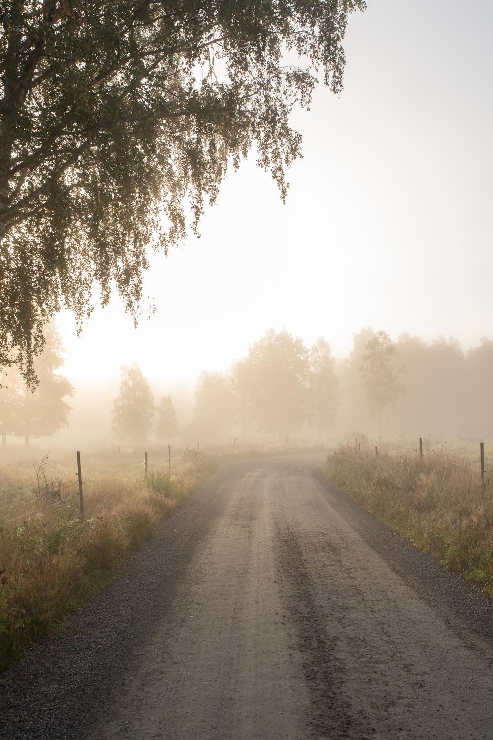 Une route de campagne brumeuse avec un arbre au premier plan