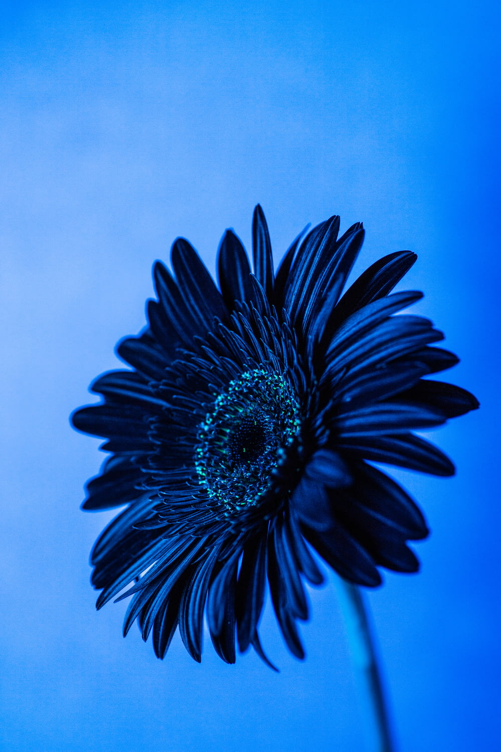 a black flower with a blue background