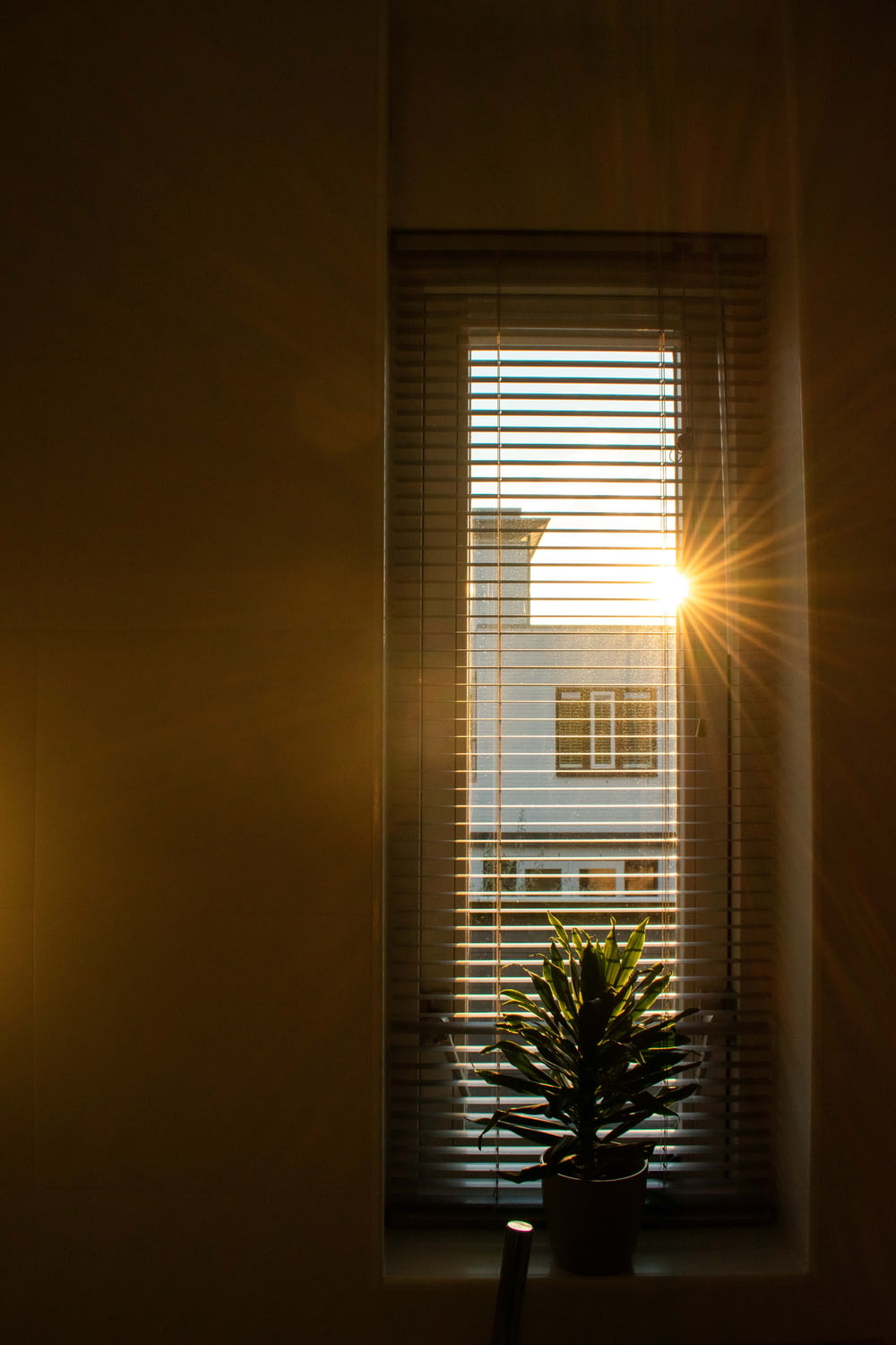 die Sonne scheint durch ein Fenster mit einer Topfpflanze davor