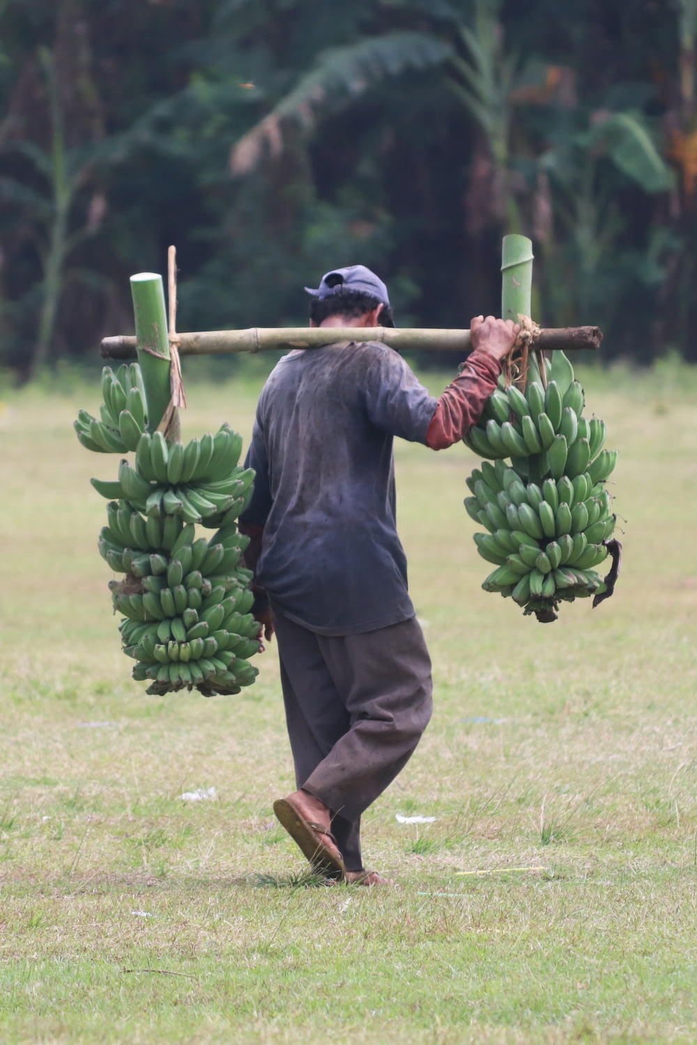 a man carrying two bunches of bananas on his back