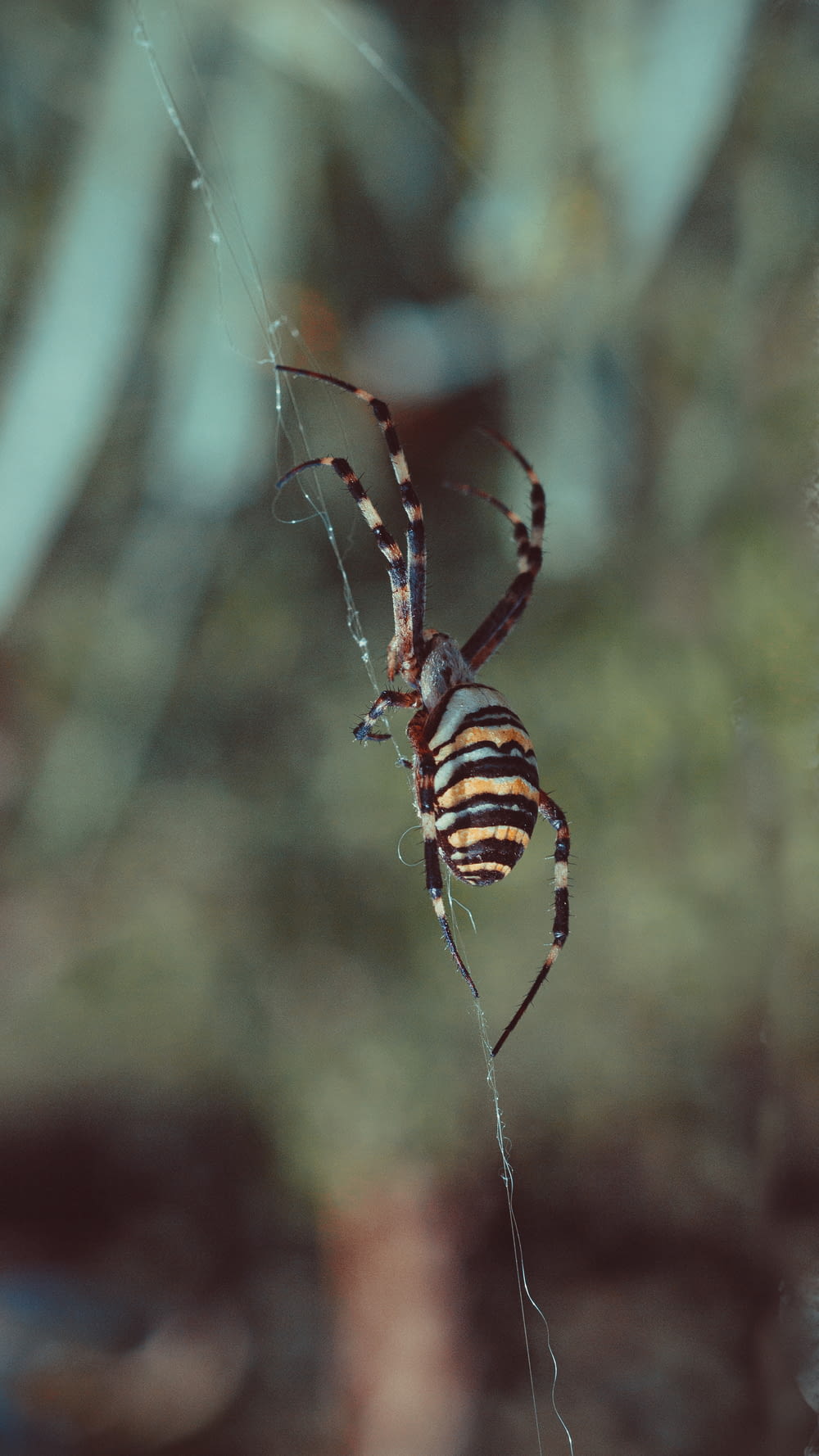 a striped spider is hanging on a web