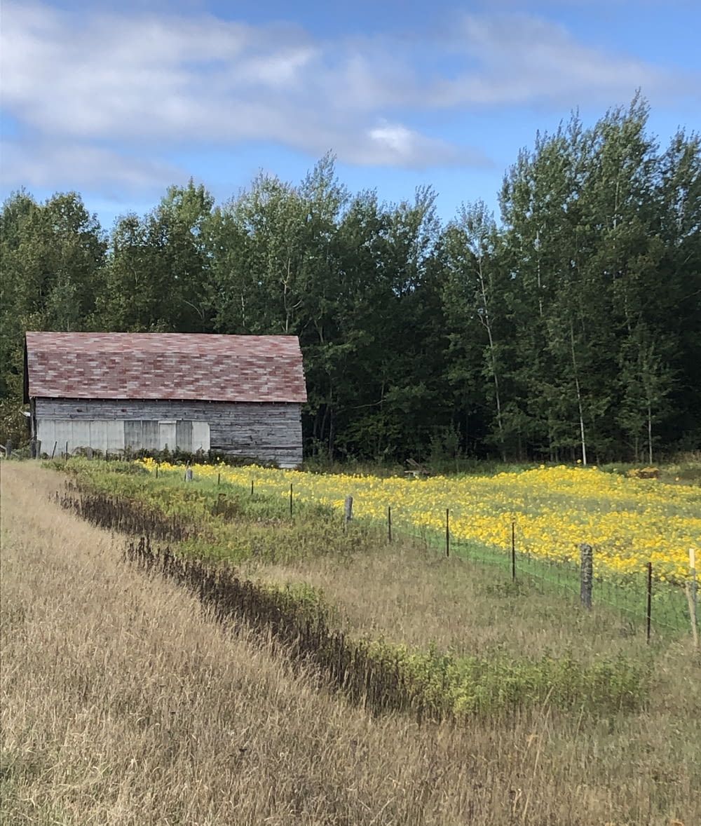 an old barn sits in a field of wildflowers