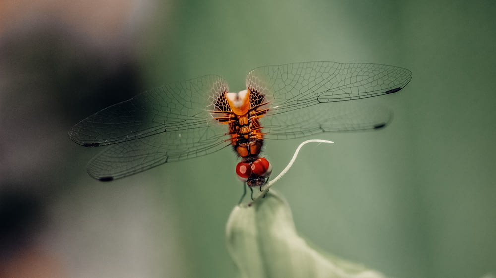 a close up of a dragon fly on a plant