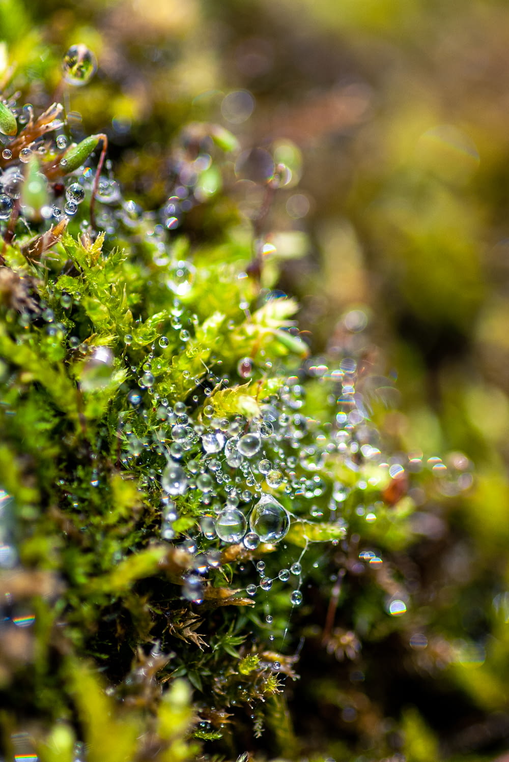 a close up of water droplets on a green plant