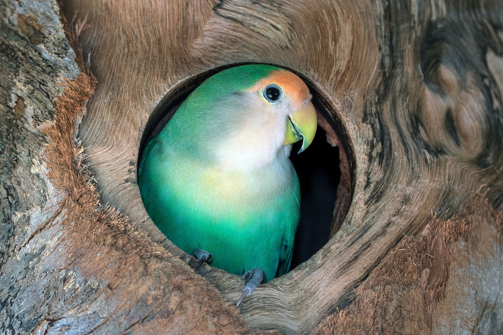 um pássaro verde e amarelo sentado dentro de um oco em uma árvore