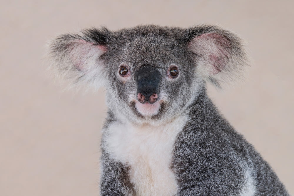 Un primo piano di un koala su uno sfondo bianco