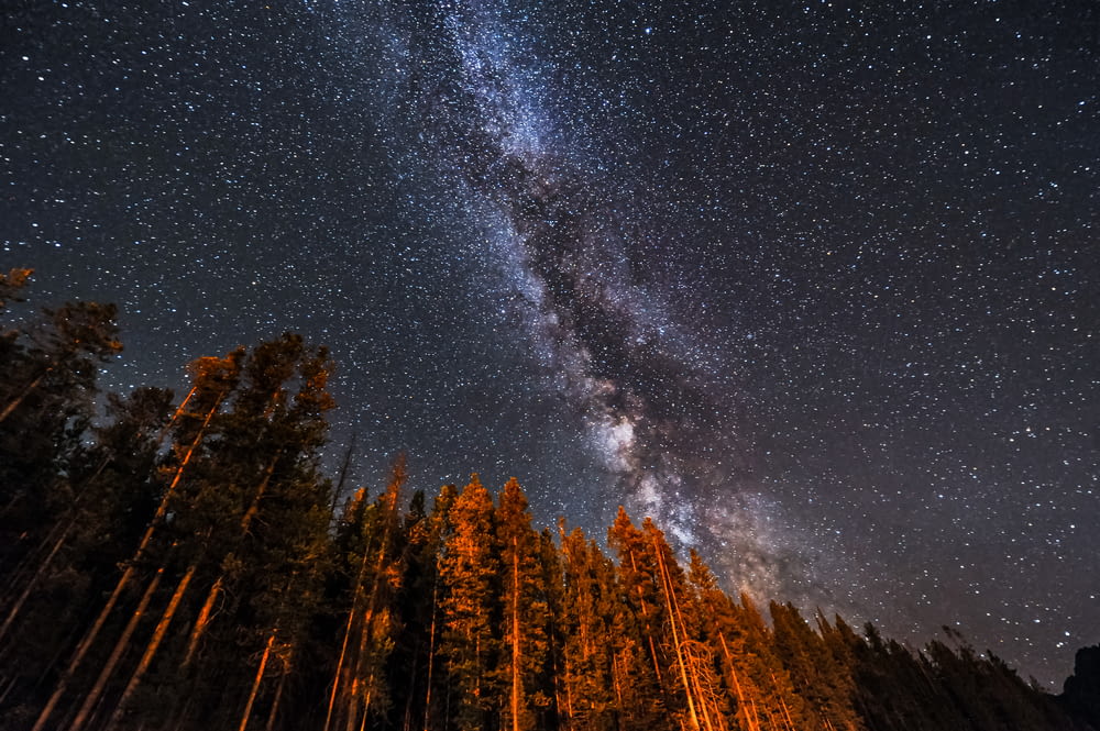 El cielo nocturno con estrellas y árboles en primer plano