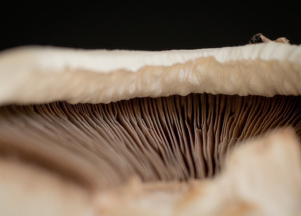 a close up of a mushroom with a black background