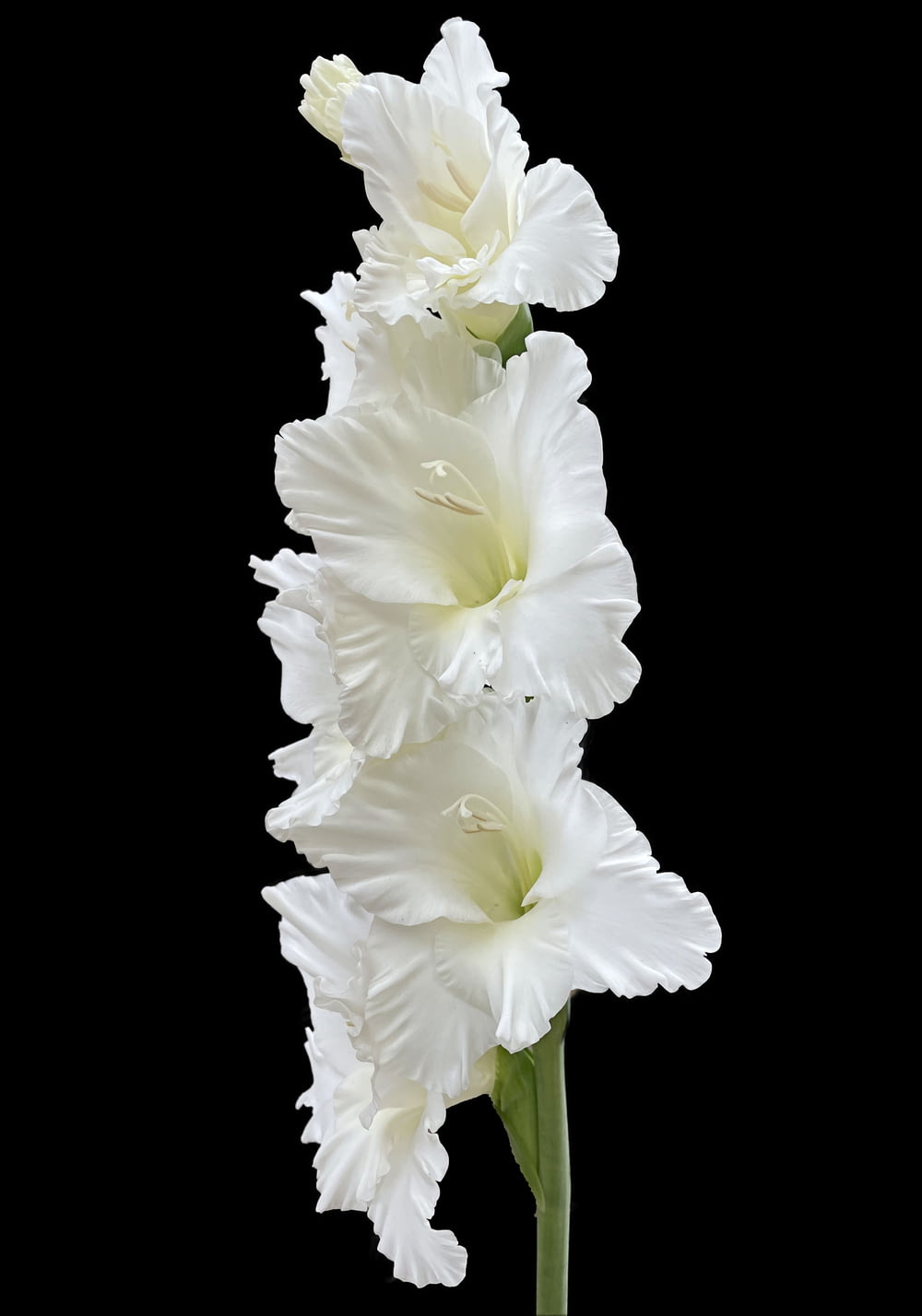 two white flowers in a vase on a black background