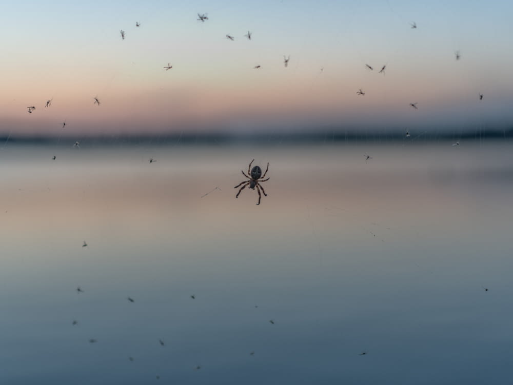 a large spider sitting on top of a body of water