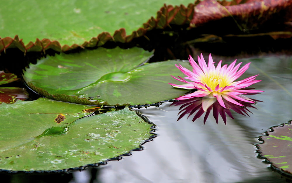 a pink and yellow flower sitting on top of lily pads