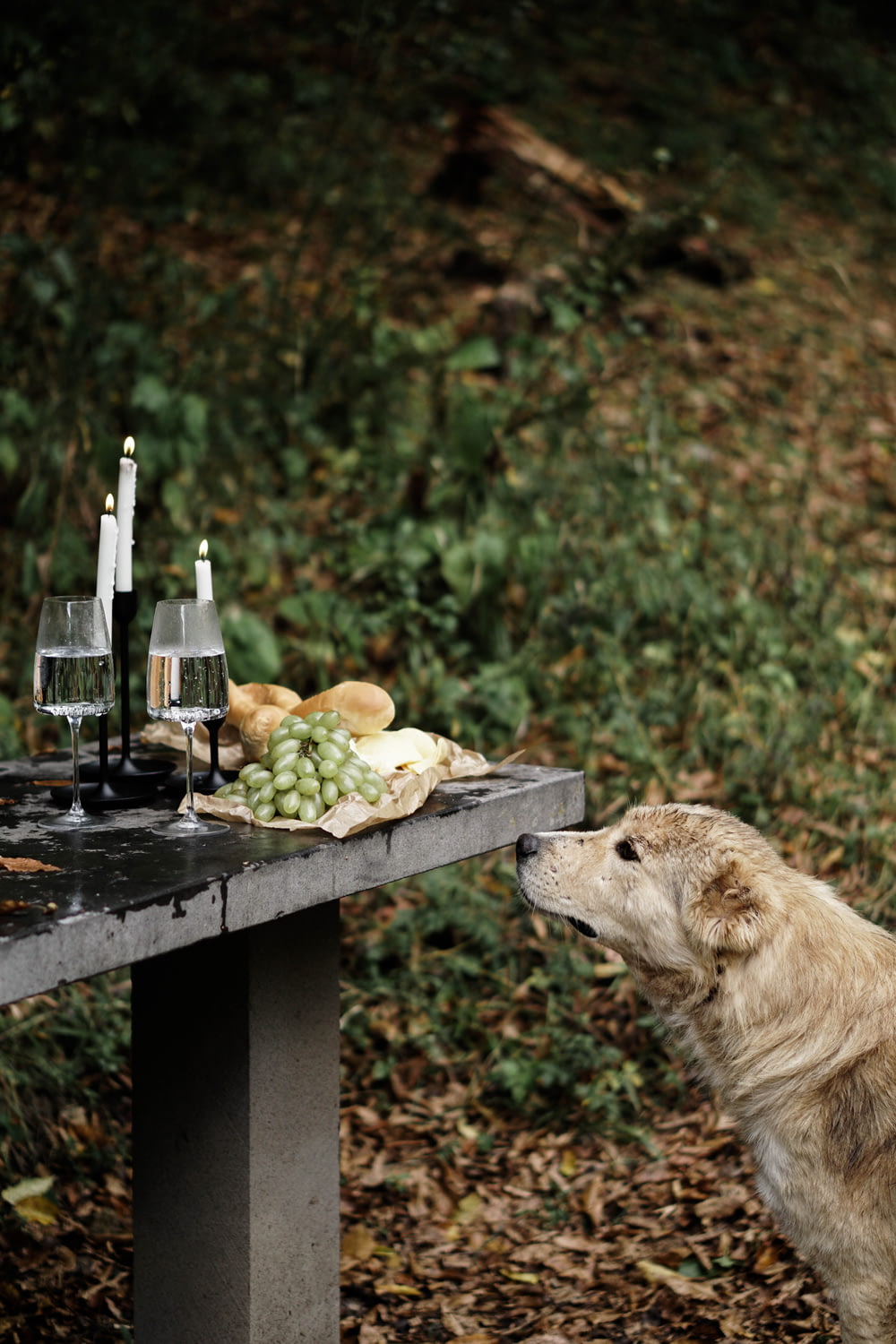 a dog is looking at a table with food on it