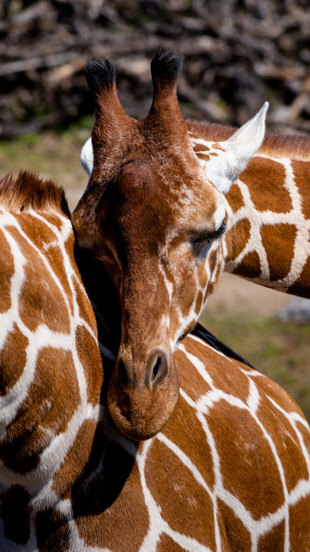 a close up of two giraffes near one another