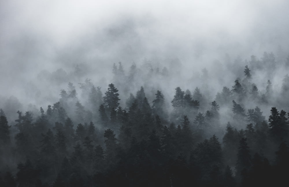 a forest filled with lots of trees covered in fog