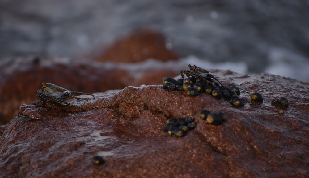 a group of small yellow and black crabs on a rock