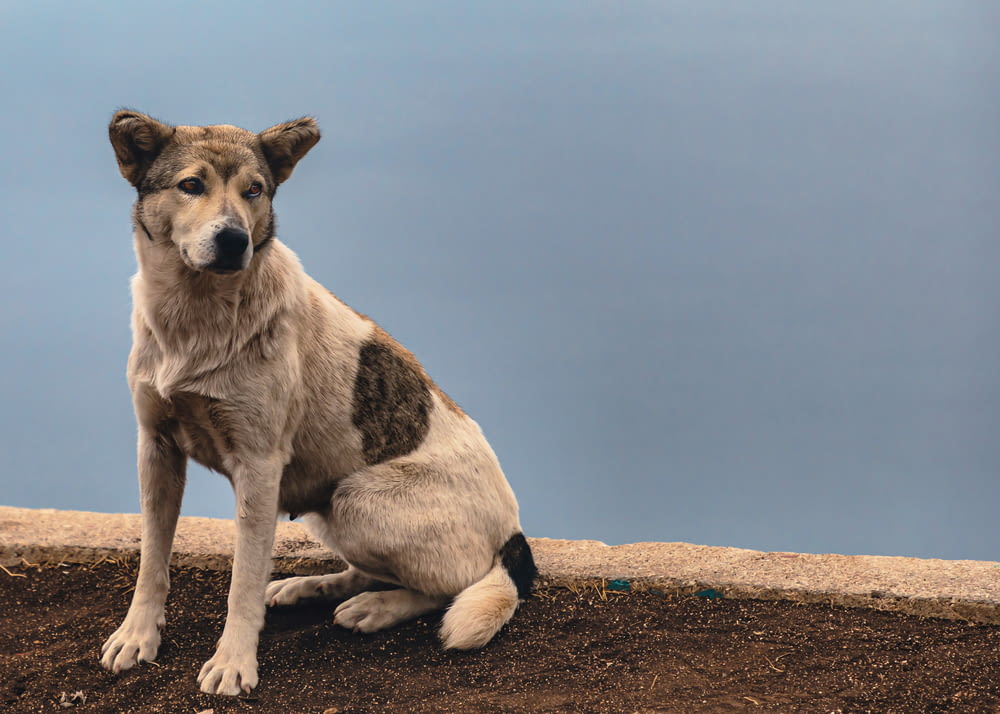 a brown and white dog sitting on top of a dirt field