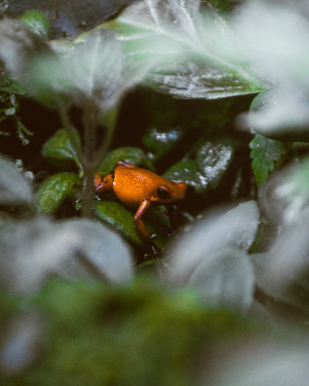 a small orange frog sitting on top of a green plant