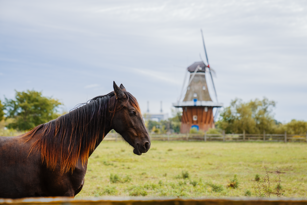 a brown horse standing in front of a windmill