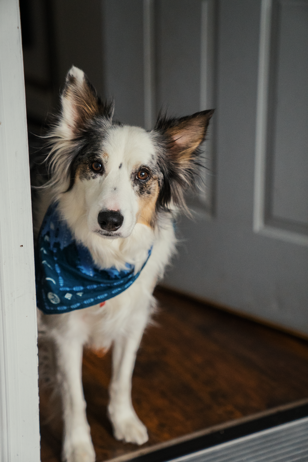 a dog with a bandana standing in front of a door