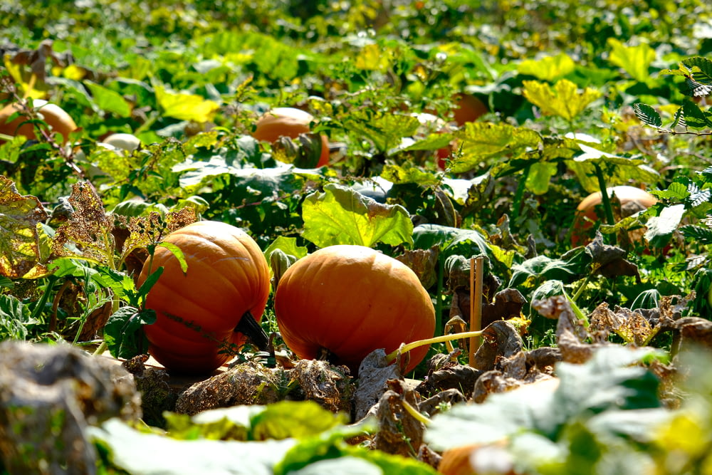 two pumpkins sitting in the middle of a field