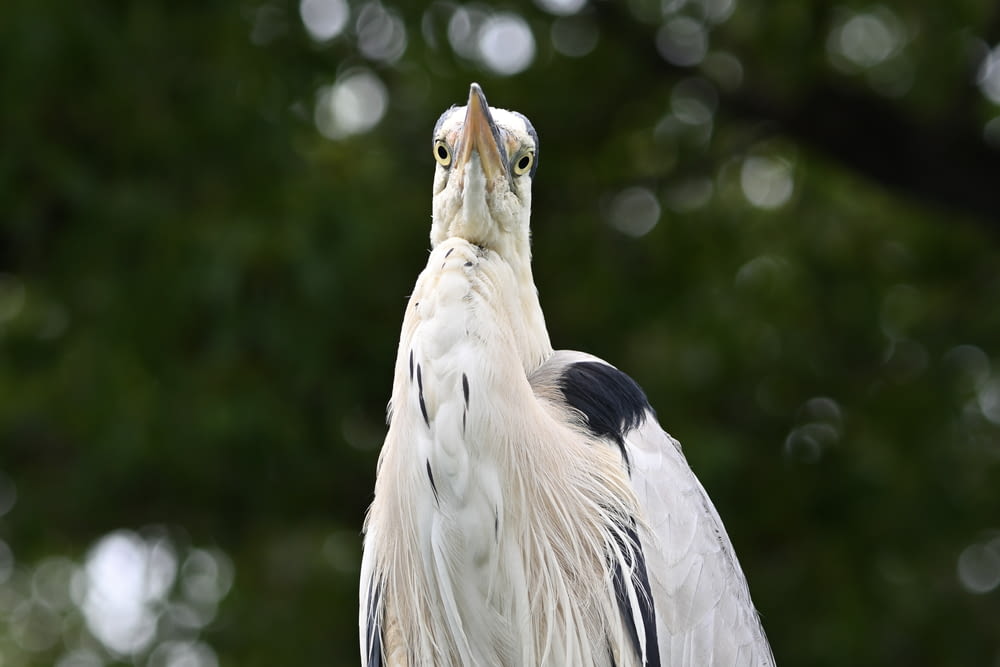 a large bird with a very long neck
