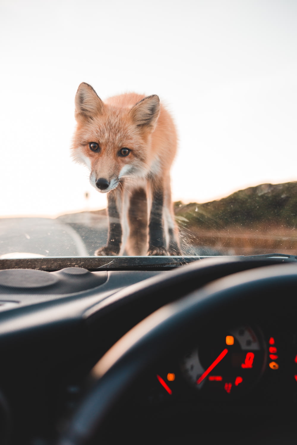 a fox standing on the dashboard of a car