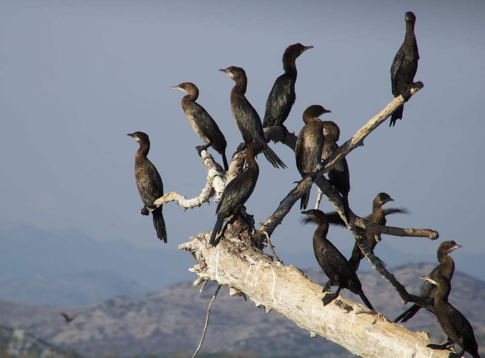 um bando de pássaros sentados em cima de um galho de árvore