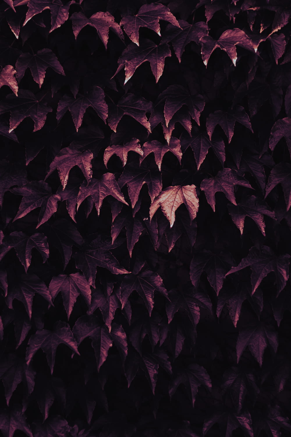 un manojo de hojas que están en una pared