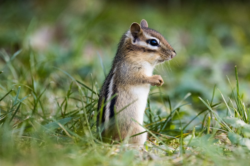 a small squirrel standing on its hind legs in the grass