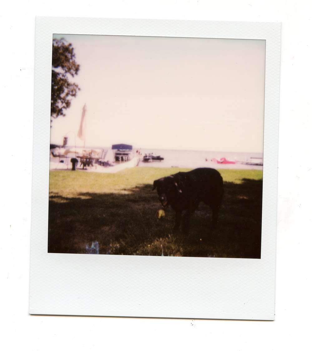 Una foto polaroid di una mucca in un campo