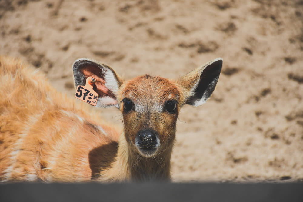 a small deer with a tag on its ear