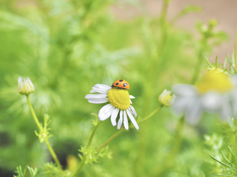 a ladybug sitting on top of a daisy in a field