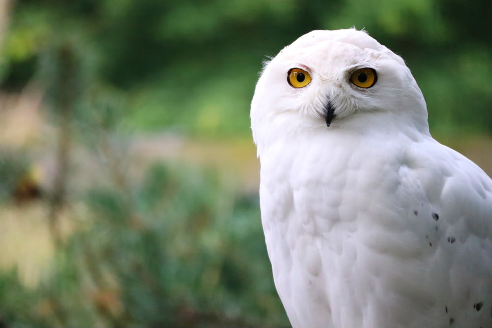 a close up of a white owl with yellow eyes