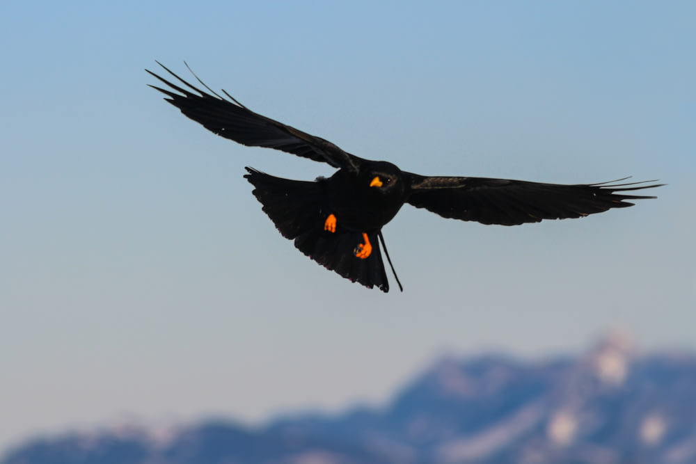 Ein schwarzer Vogel mit orangefarbenen Augen fliegt in der Luft