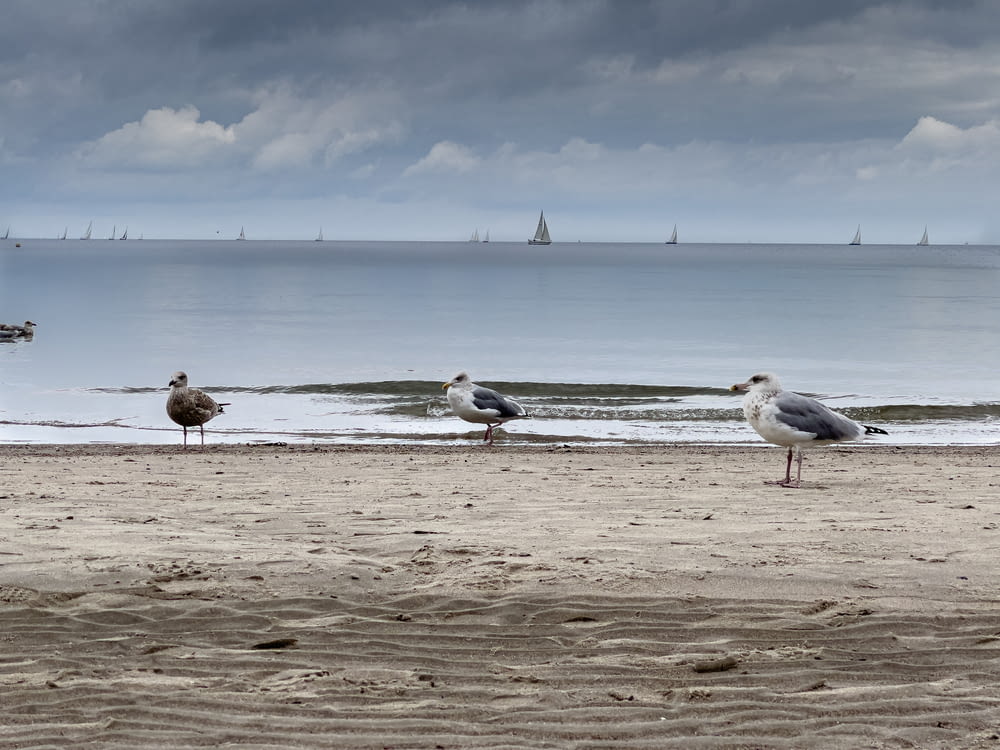 Un gruppo di uccelli in piedi sulla cima di una spiaggia sabbiosa