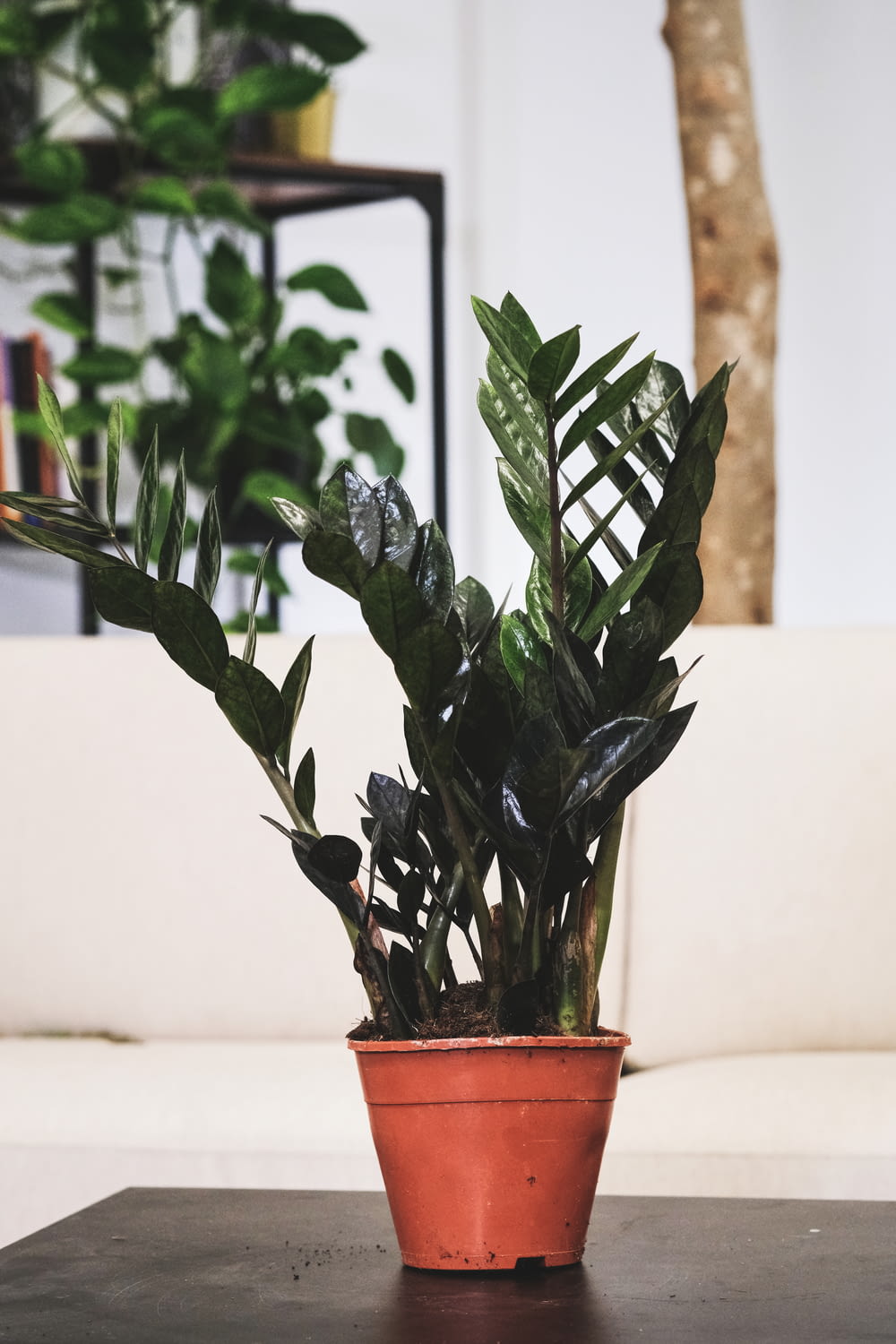 a potted plant on a table in a living room