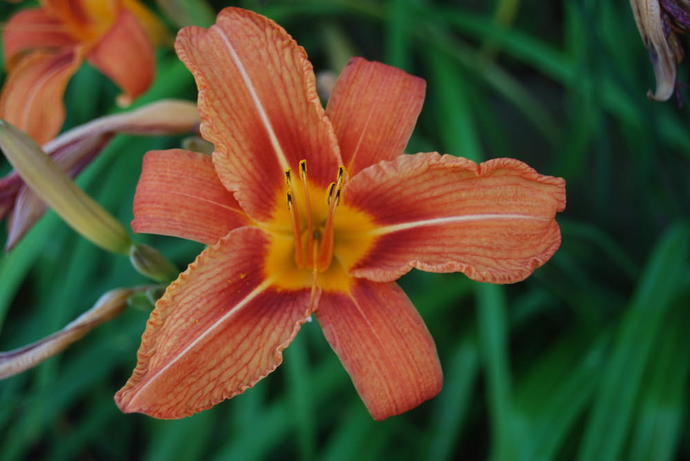 a close up of an orange flower with green grass in the background
