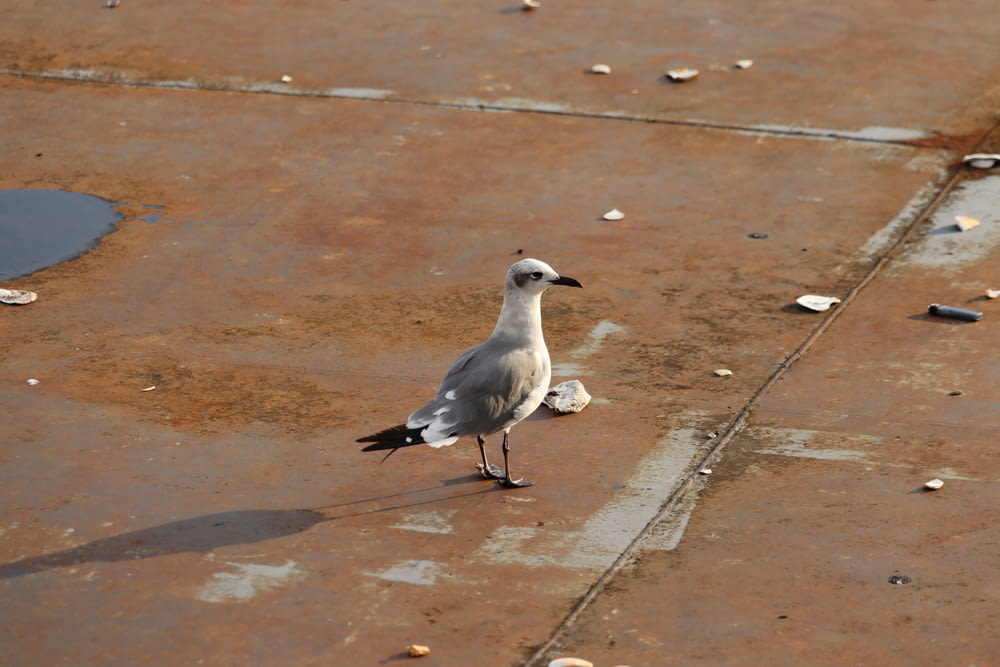 a seagull standing on a dirty concrete surface