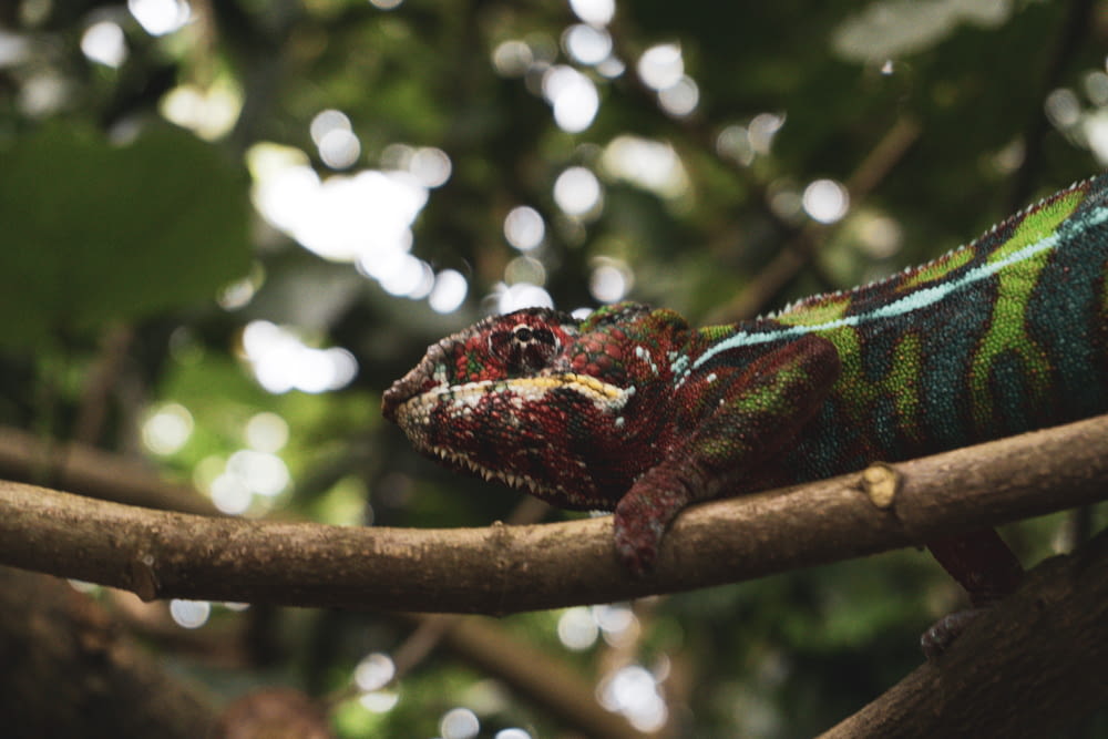 a colorful chamelon sitting on a tree branch