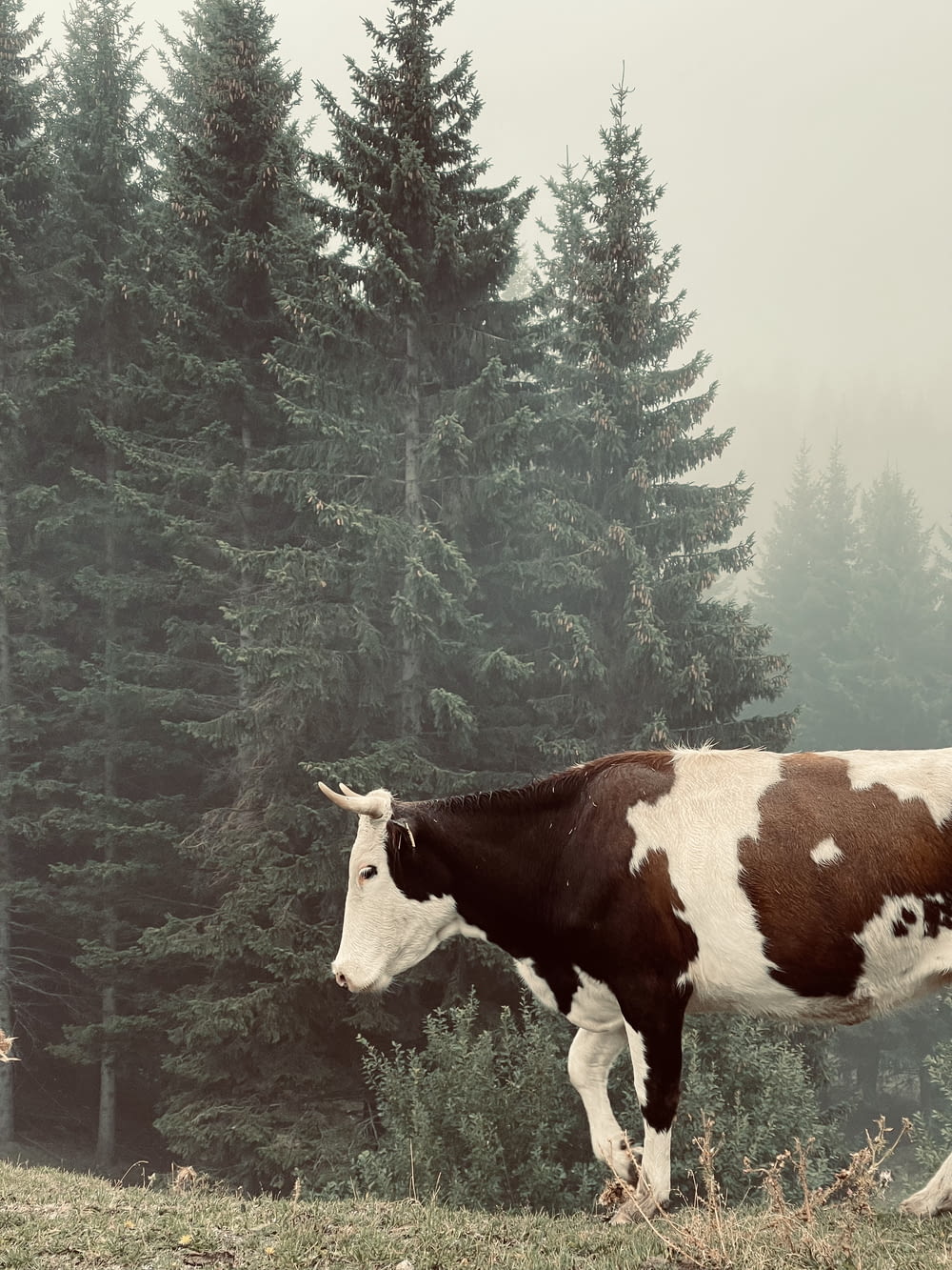 a brown and white cow standing on top of a grass covered field