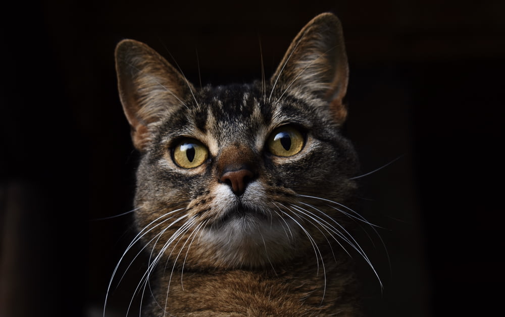 a close up of a cat looking at the camera
