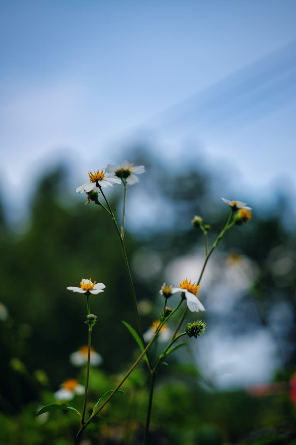 a group of daisies in a field with trees in the background