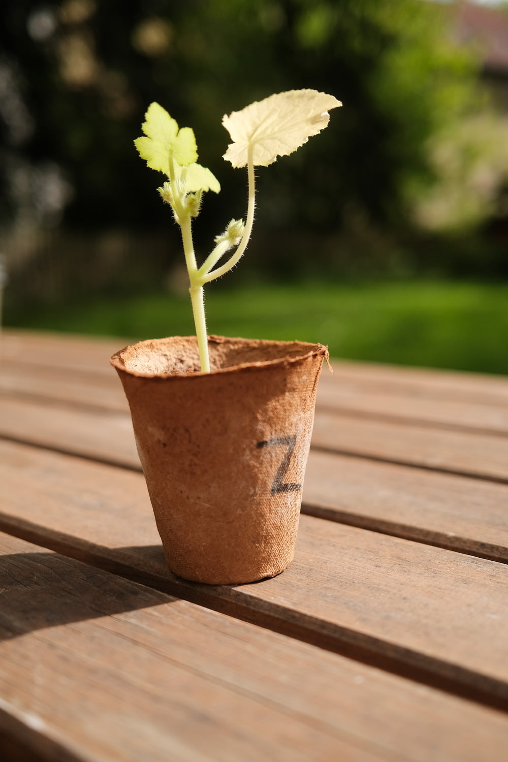 une petite plante dans un pot sur une table en bois