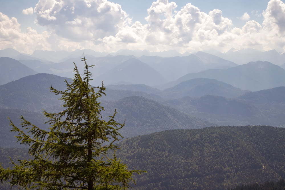 a view of a mountain range with a pine tree in the foreground