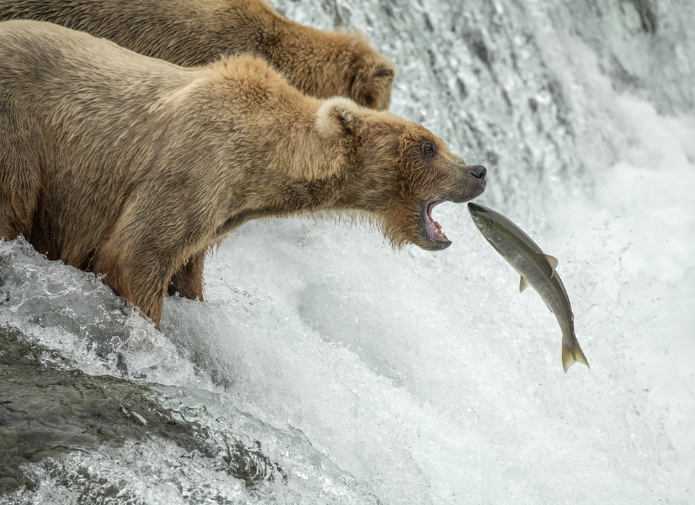 two bears are fighting over a fish in a waterfall