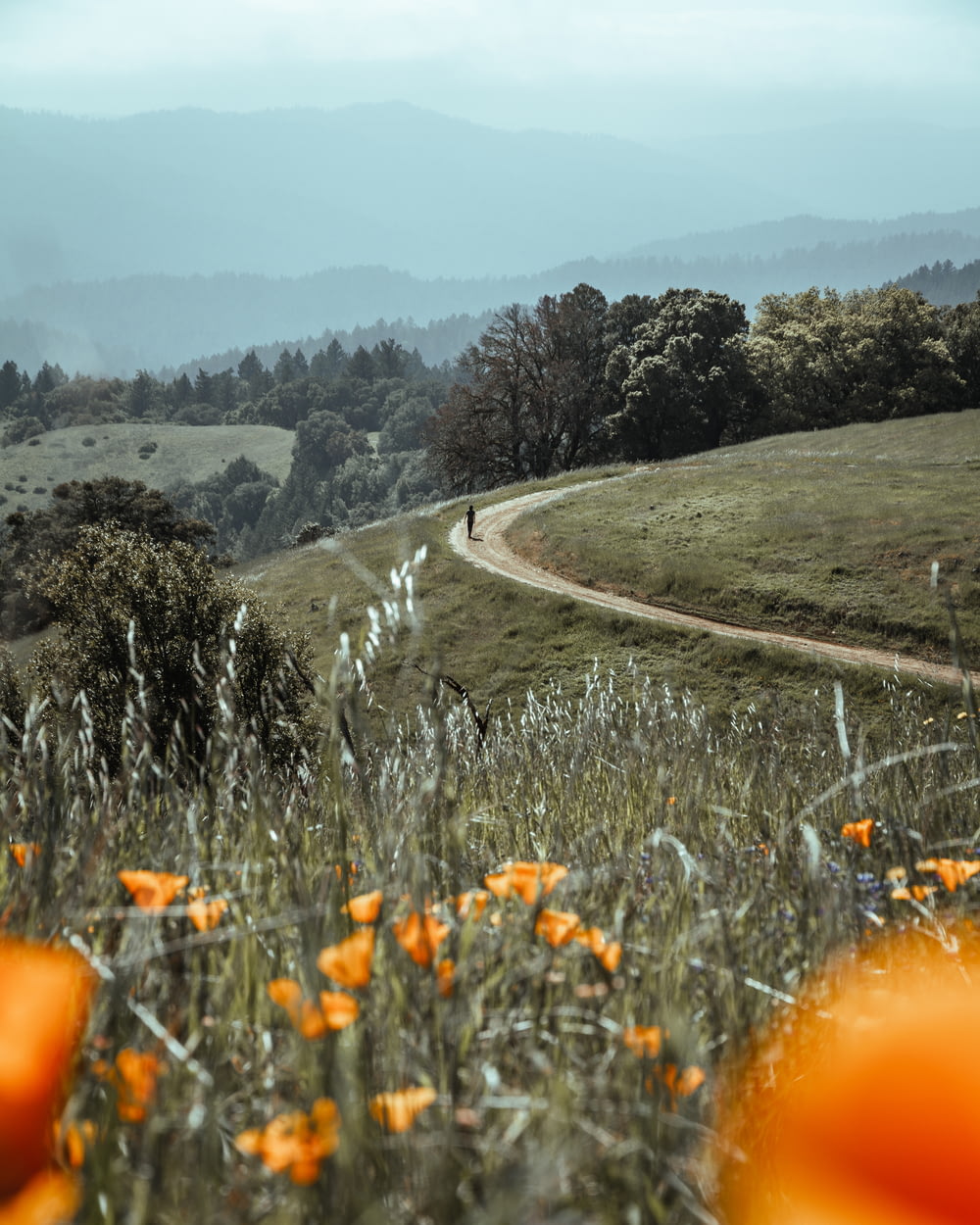 a dirt road going through a field with orange flowers
