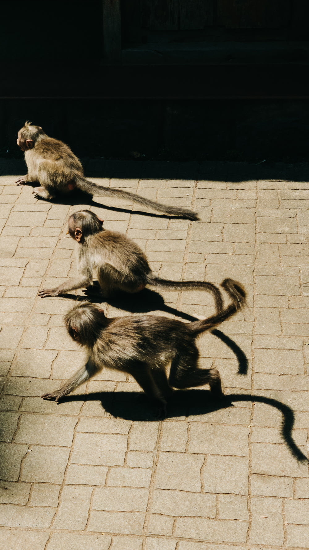 a group of monkeys sitting on the ground
