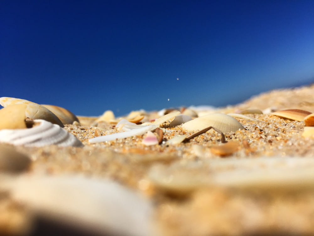a close up of shells on a sandy beach