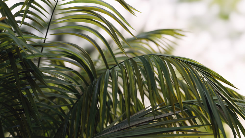 Eine Nahaufnahme einer Palme mit verschwommenem Hintergrund