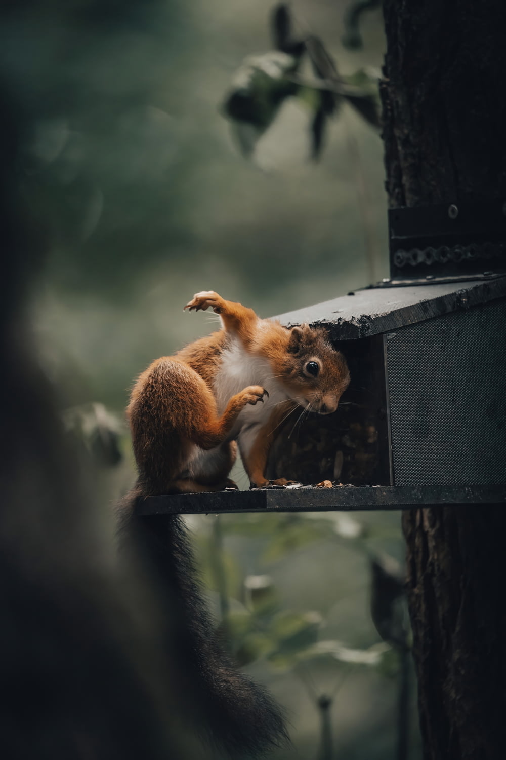 a squirrel is sitting on top of a bird feeder